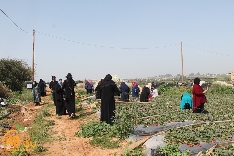 a7bab aqsa farawla (6).JPG